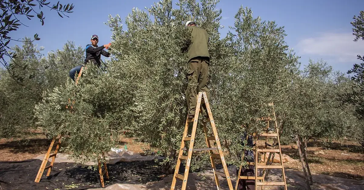 Palestinian farmers using ladders to harvest olives in a grove near Jenin, November 2015