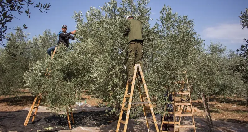 Palestinian farmers using ladders to harvest olives in a grove near Jenin, November 2015